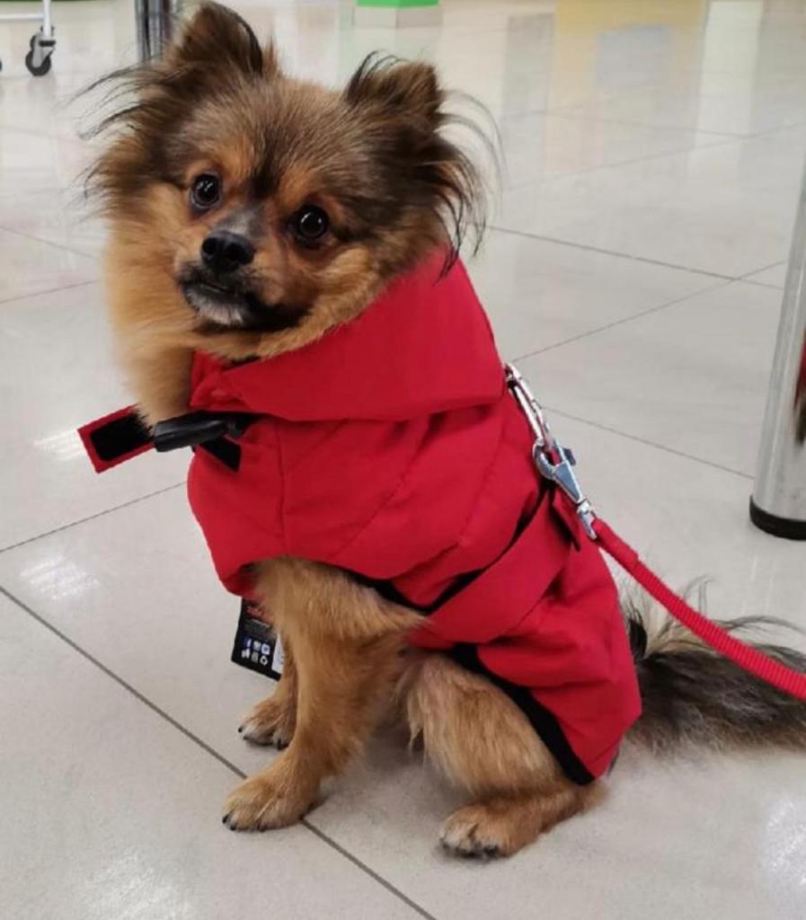 Куртка для собак Jacket