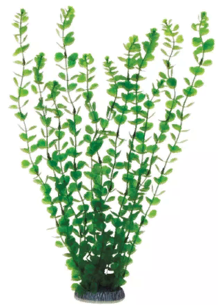 Растение "Бакопа" зеленая, 400мм, Laguna