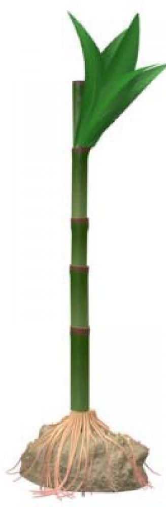 Tetra Искуств. растение Бамбук S