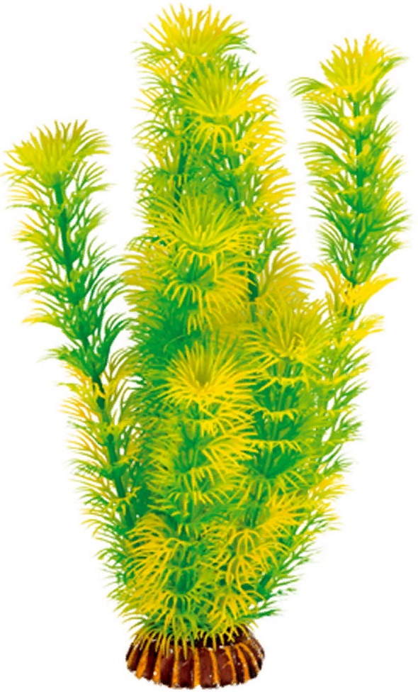 Растение "Амбулия" жёлто-зеленая, 200мм