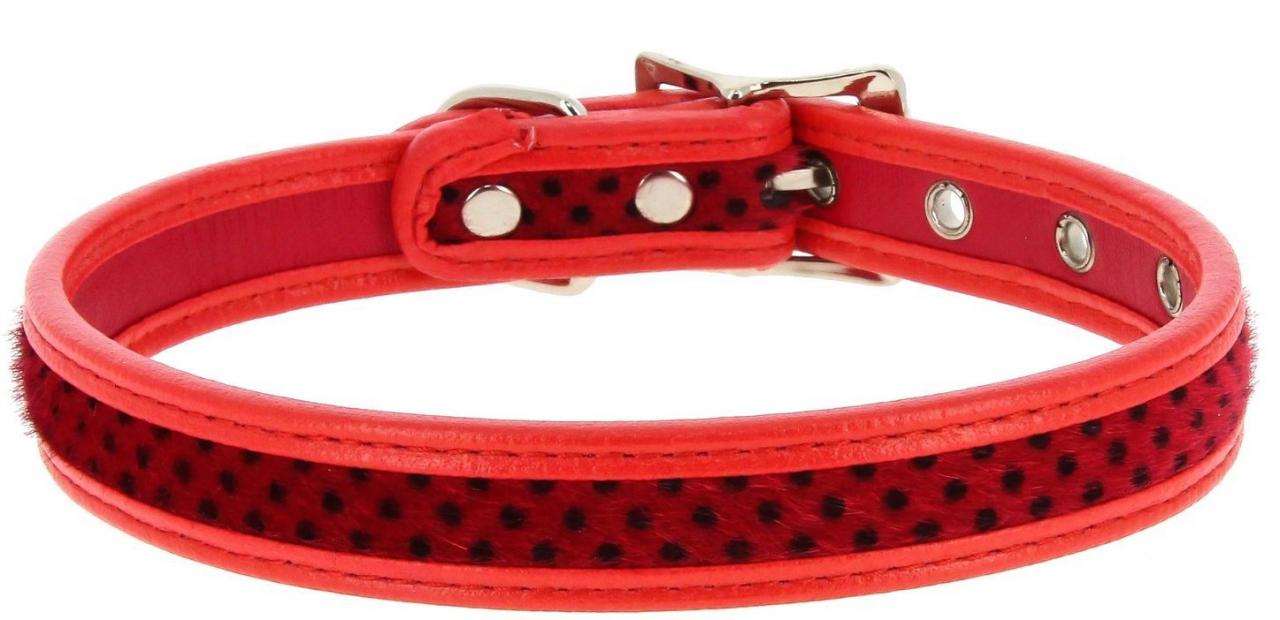 Ошейник Колибри с полосой в горошек 20мм*45см красный
