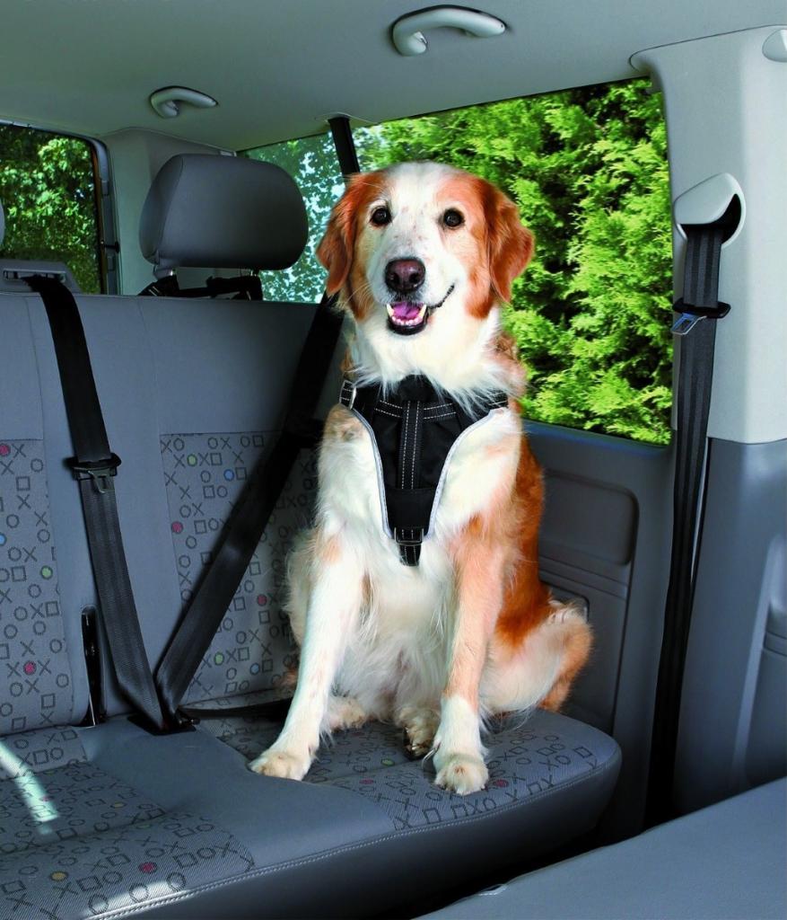 Шлейка к ремню безопасности в а/м, M, 50–65 см/20 мм, черный