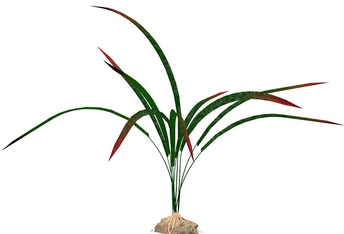 Tetra Искуств. растение Осока 15см S