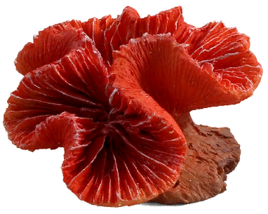 Коралл искусственный 2901LD "Каталофиллия" красная, 80*70*50мм